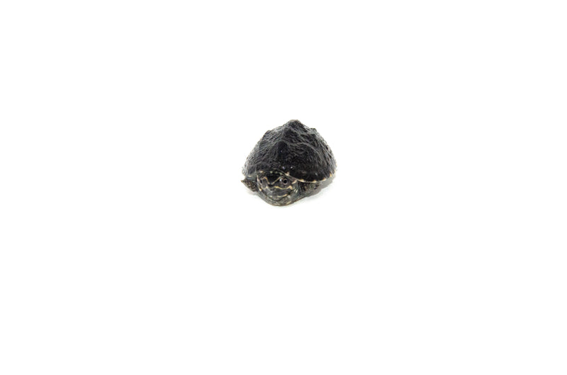 Common Musk Turtle Babies (Sternotherus odoratus)