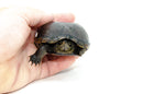 Eastern Mud Turtle (Kinosternon subrubrum)