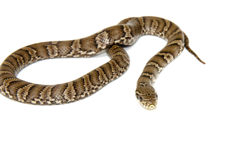 Russian Rat Snake (Elaphe schrenckii)