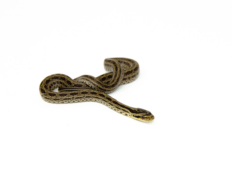 Twin Spotted Rat Snake (Elaphe bimaculata)