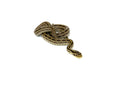Twin Spotted Rat Snake (Elaphe bimaculata)