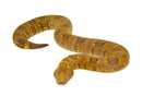 Viper Boa (Candoia aspera)