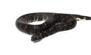 Viper Boa (Candoia aspera)