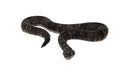 Viper Boa (Candoia aspera)
