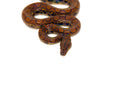 Brazilian Rainbow Boa (Epicrates cenchira)