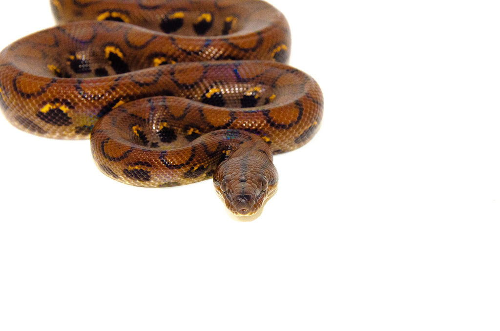 Brazilian rainbow boas - c.b. babies