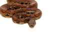 Brazilian Rainbow Boa (Epicrates cenchira)