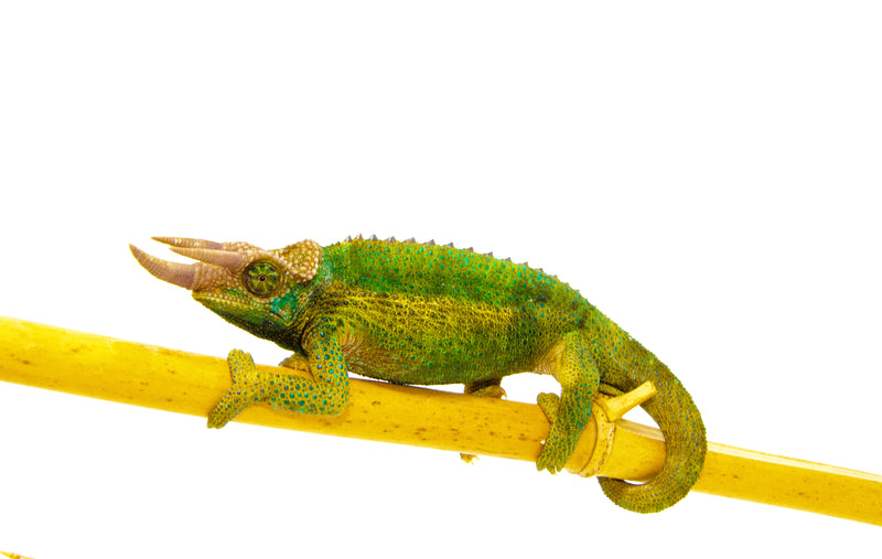Jackson Chameleon (Trioceros jacksonii jacksonii)
