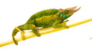 Jackson Chameleon (Trioceros jacksonii)
