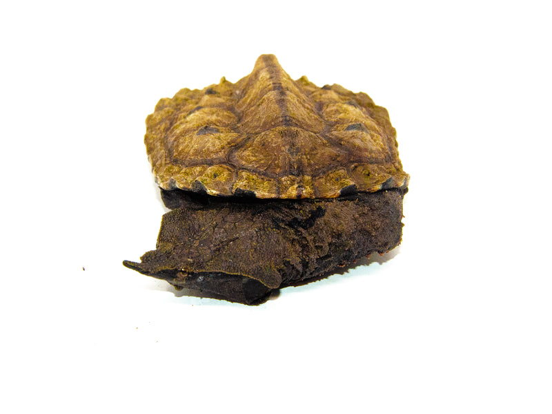 Peruvian Mata Mata (Chelus fimbriatus)