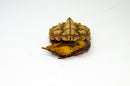 Peruvian Mata Mata (Chelus fimbriatus)