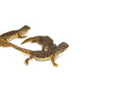 Moroccan Uromastyx (Uromastyx acanthinura)