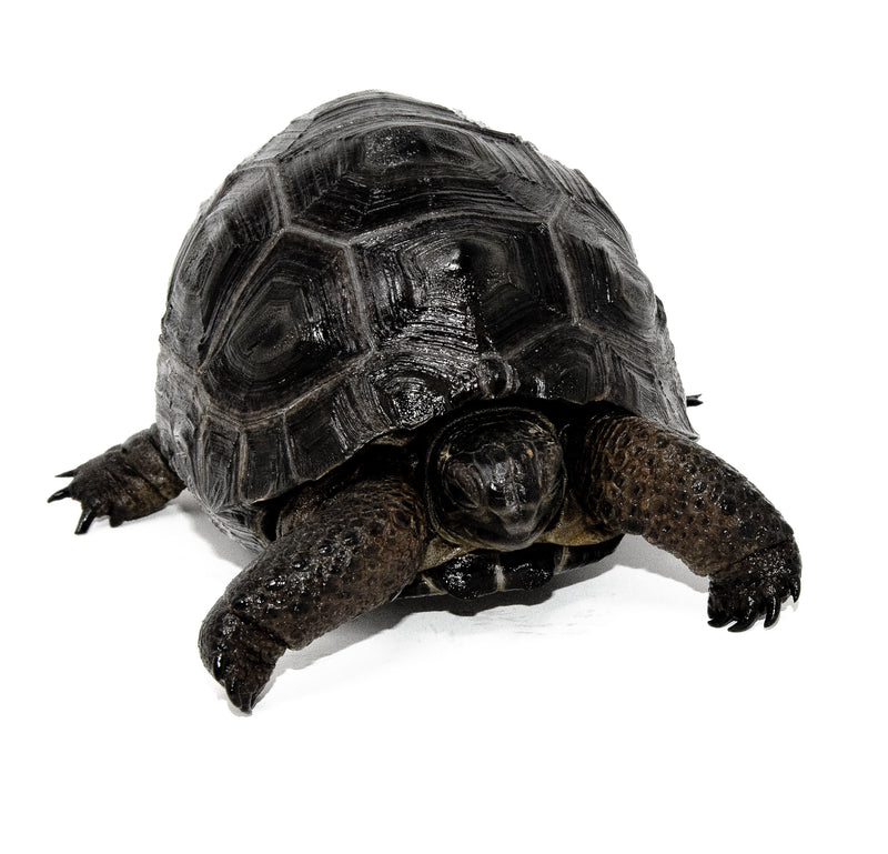 Aldabra Tortoise (Aldabrachelys gigantea)