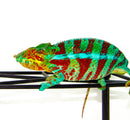 Blue Ambanja Panther Chameleon  (Furcifer pardalis)