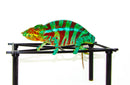 Blue Ambanja Panther Chameleon  (Furcifer pardalis)