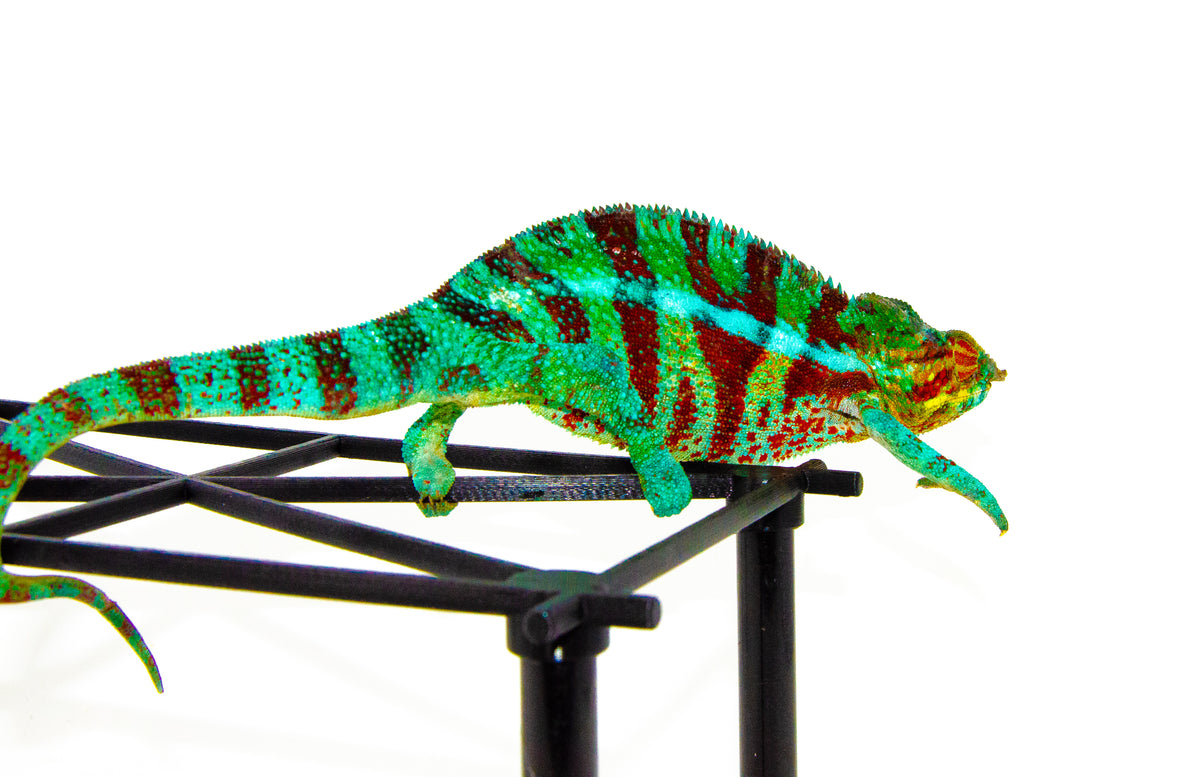 あ〜きゃん♬様　レア　ブルーアベンチュリン　ロングイ　イルカ　龍亀 Blue Ambanja Panther Chameleons (Male) For Sale | American Reptile