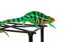 Blue Ambanja Panther Chameleon  (Furcifer pardalis)