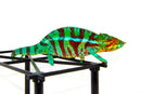 Blue Ambanja Panther Chameleon  (Furcifer pardalis)