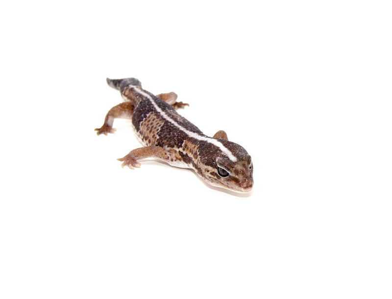 Fat Tailed Gecko (Hemitheconyx caudicinctus)