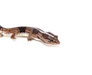 Fat Tailed Gecko (Hemitheconyx caudicinctus)