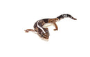 Fat Tailed Gecko (Hemitheconyx caudicinctus)