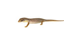 Baby Savannah Monitor (Varanus exanthematicus)