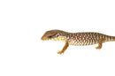 Baby Savannah Monitor (Varanus exanthematicus)