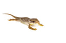 Baby Savannah Monitor (Varanus exanthematicus)