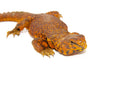 Super Red Niger Uromastyx (Uromastyx geyri)