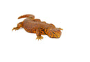 Super Red Niger Uromastyx (Uromastyx geyri)