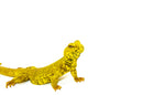 Super Yellow Niger Uromastyx (Uromastyx Geyri)