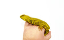Super Yellow Niger Uromastyx (Uromastyx Geyri)