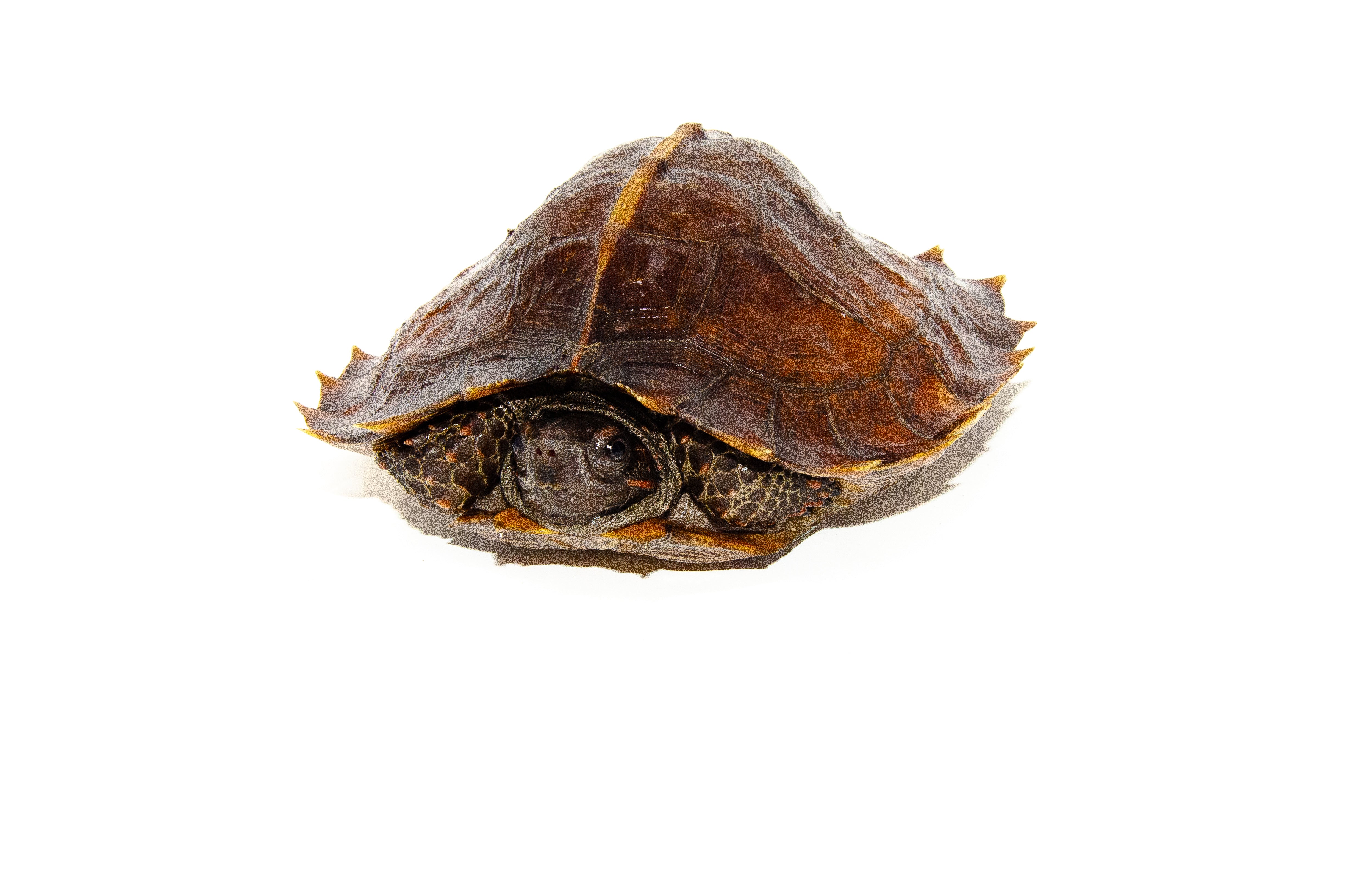Spiny Hill Turtles For Sale | American Reptile Distributors