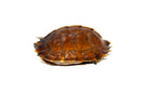 Spiny Hill Turtle (Heosemys spinosa)
