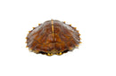 Spiny Hill Turtle (Heosemys spinosa)