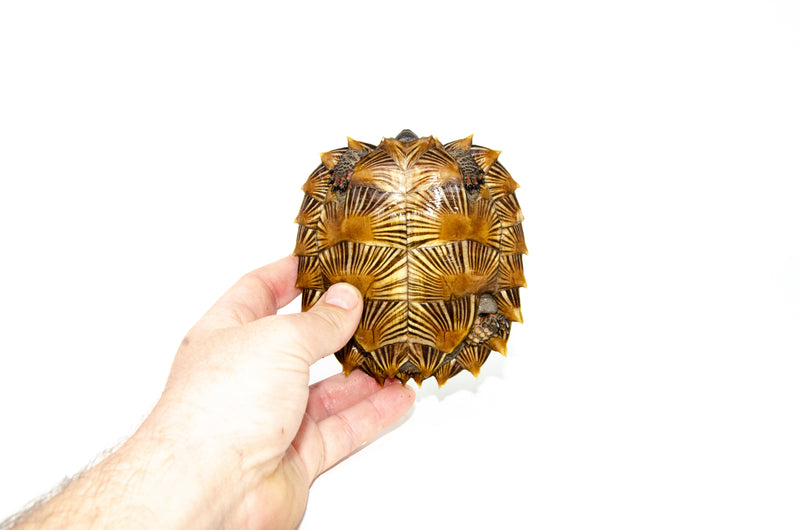 Spiny Hill Turtle (Heosemys spinosa)