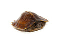 Spiny Hill Turtle (Heosemys spinosa)