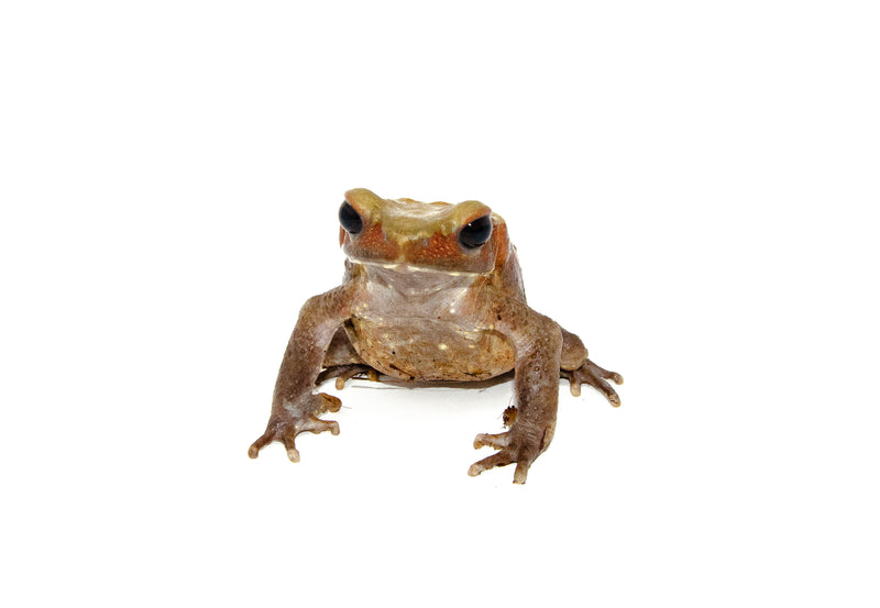 Smooth Sided Toad (Bufo guttatus)