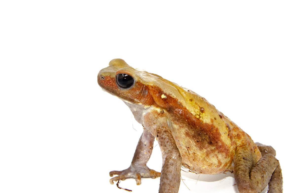 Smooth Sided Toads For Sale | American Reptile Distributors