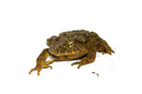 Giant Asian River Toad Adults (Bufo aspera)