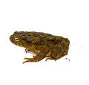 Giant Asian River Toad Adults (Bufo aspera)