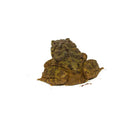 Giant Asian River Toad Adults (Bufo aspera)
