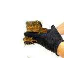 Giant Asian River Toad Adults (Bufo aspera)