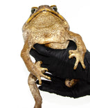 Suriname Giant Marine Toad (Bufo marinus)