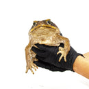 Suriname Giant Marine Toad (Bufo marinus)