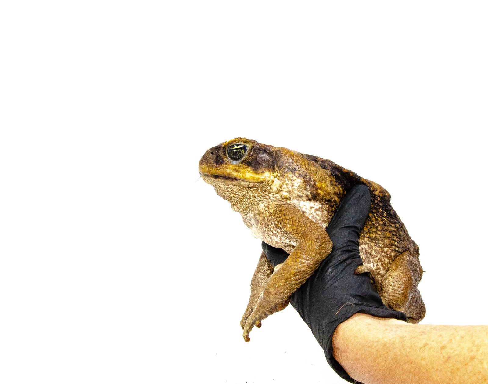 Suriname Giant Marine Toads For Sale American Reptile Distributors