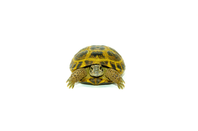 Russian Tortoise (Testudo horsfieldii)