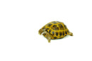 Russian Tortoise (Testudo horsfieldii)