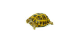 Russian Tortoise (Testudo horsfieldii)