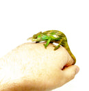 Dwarf Fischer's Chameleon (Kinyongia boehmei)